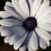 white african daisy seeds