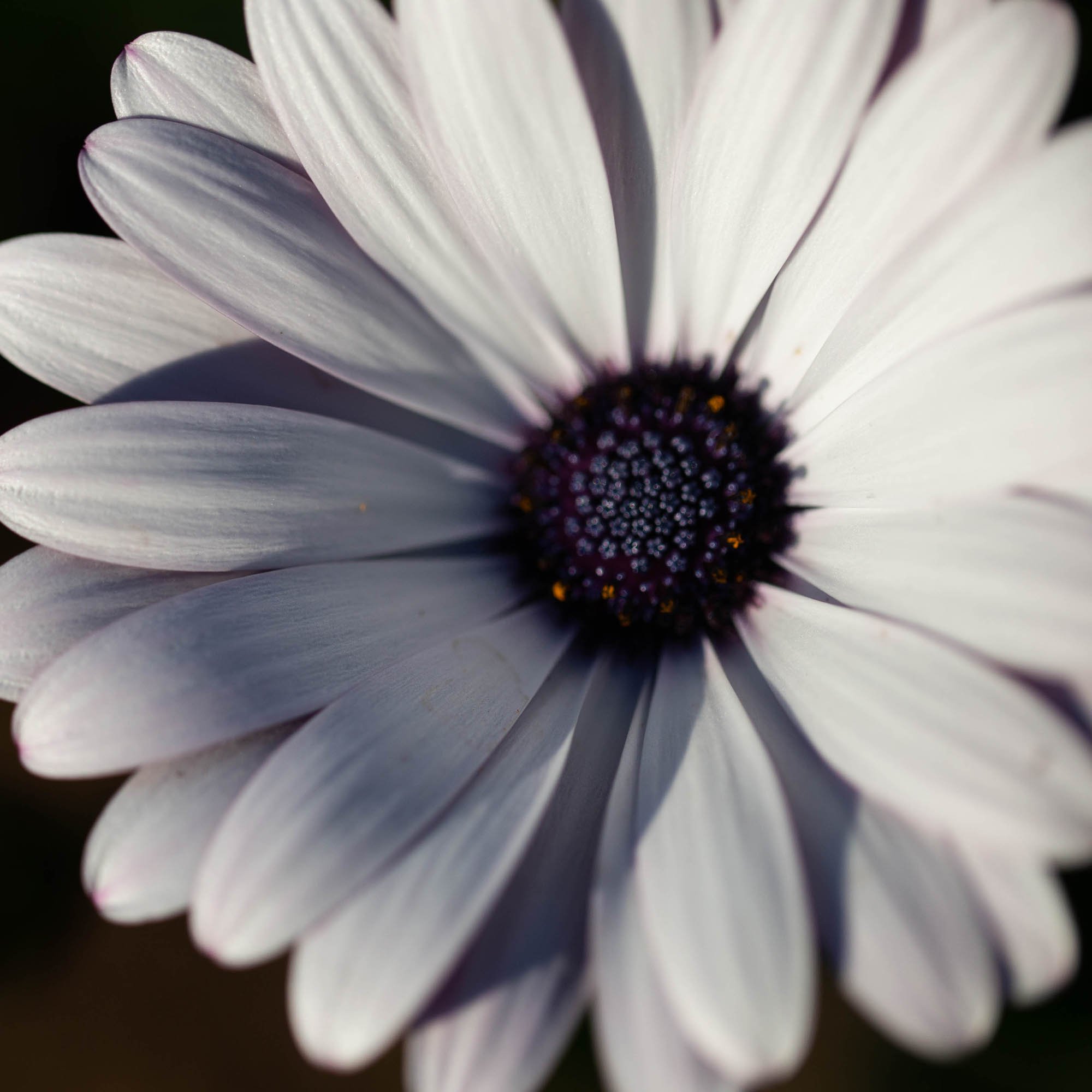 African Daisy Seed Mix For Planting - Wild Flower Seeds For