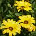 African Daisy Yellow