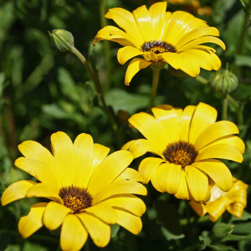 african daisy seeds - yellow
