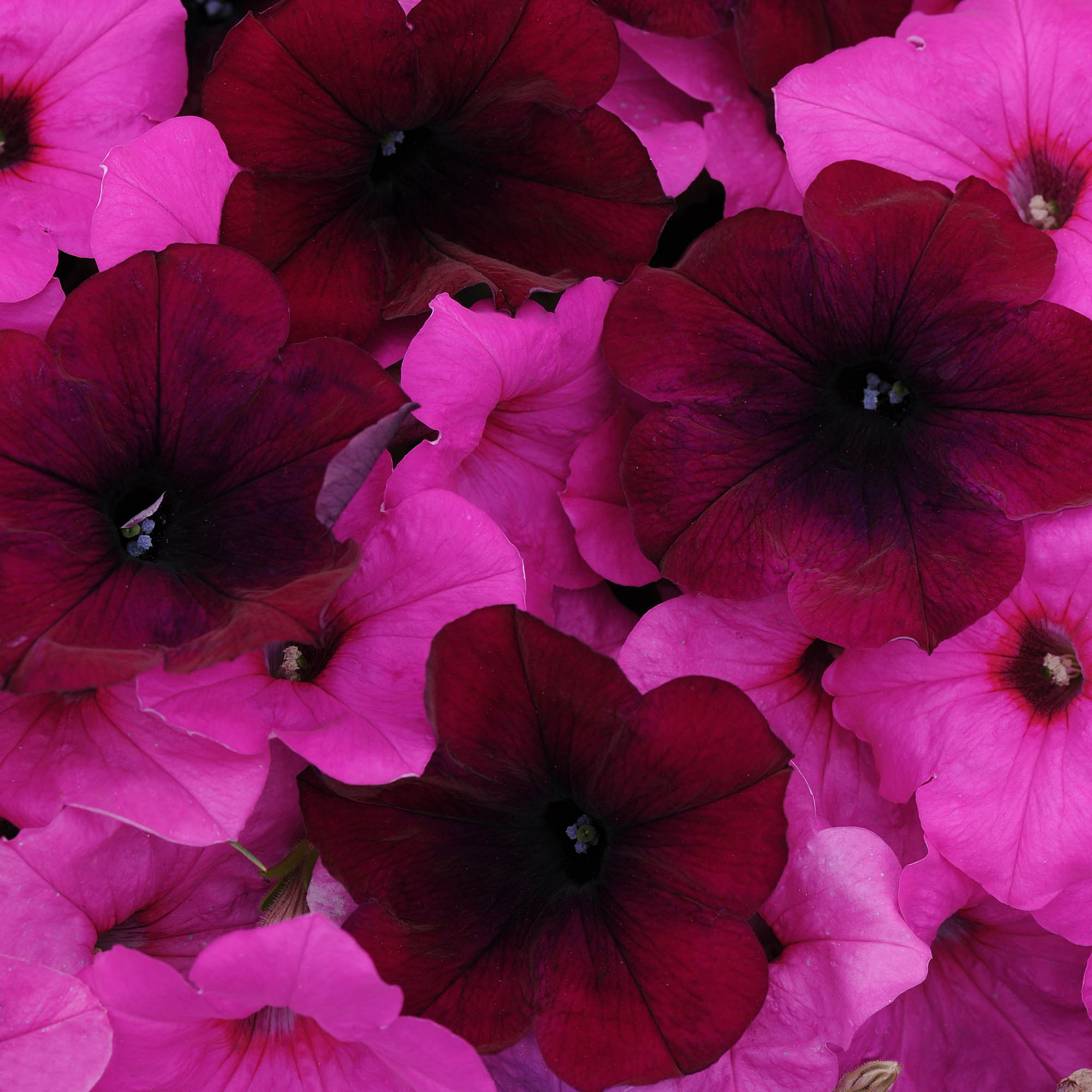 Petunia After Dark Mix