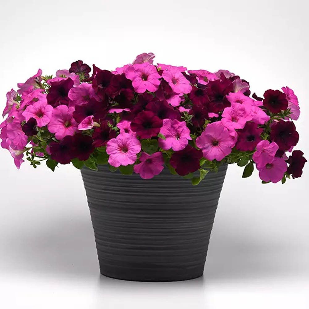 Petunia After Dark Container Seed Mix