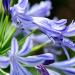 Agapanthus Headbourne Hybrid Flower Seed