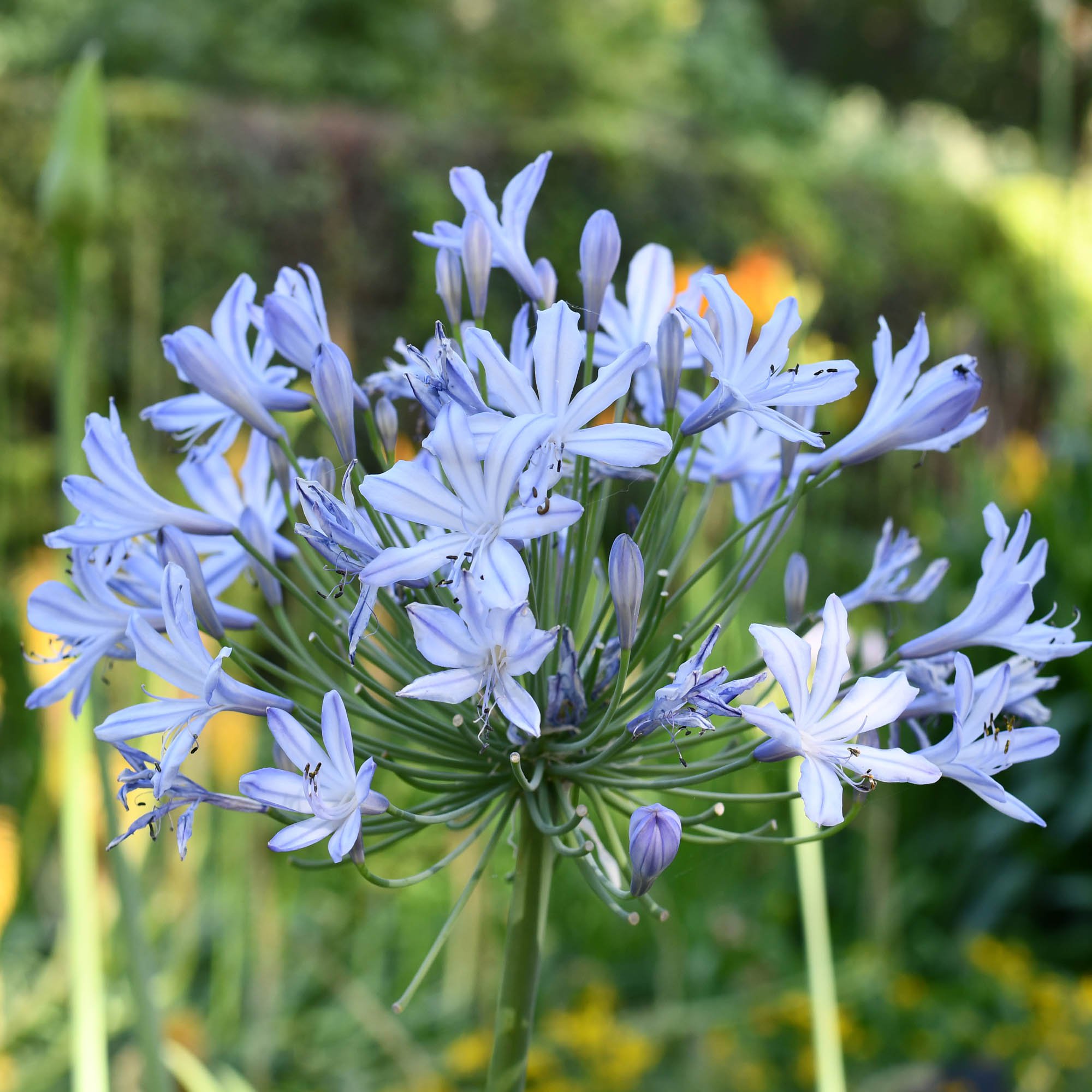 Lily of the Nile Seeds - Agapanthus African Blue Lily Flower Seed