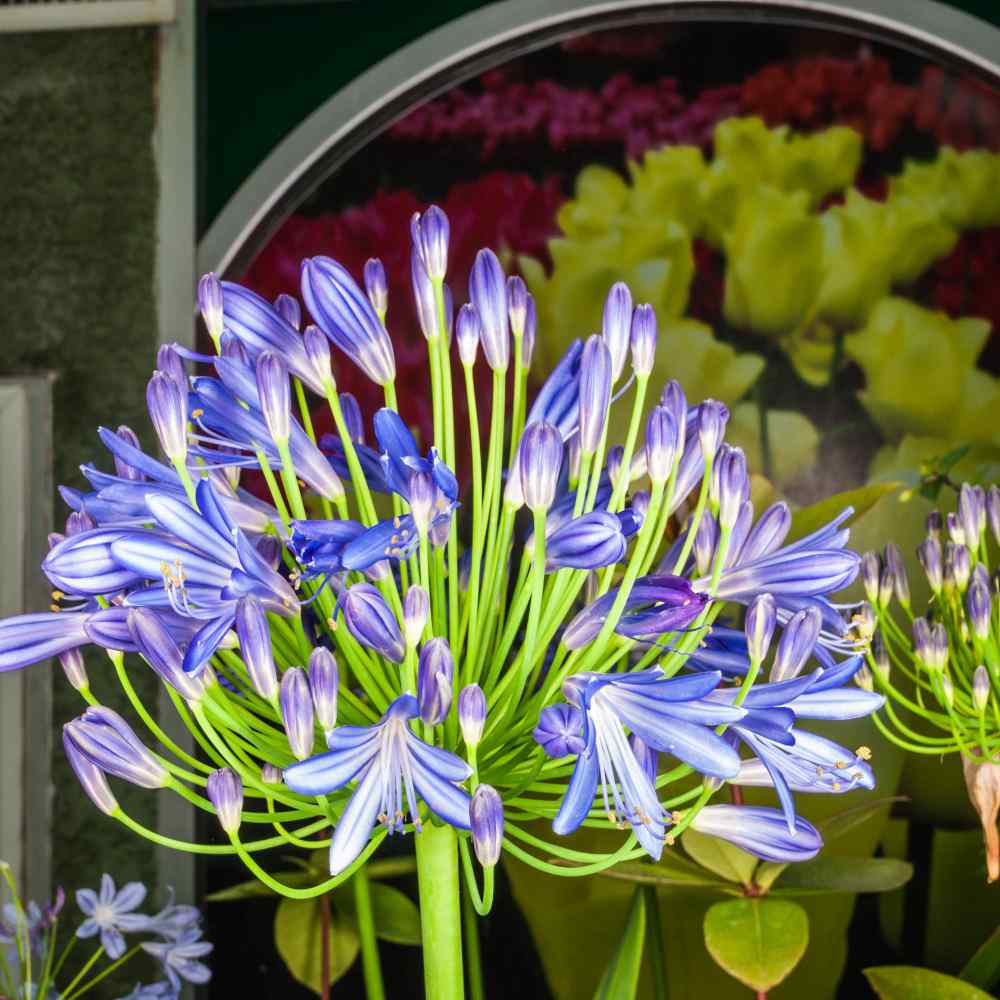 Lily Of The Nile Seeds Agapanthus African Blue Lily Flower Seed