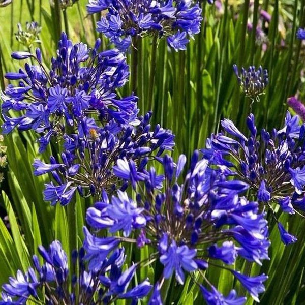 Beautiful Garden Flower