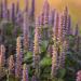 anise hyssop blue flowers