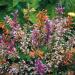 Agastache Fragrant Delight Flowers