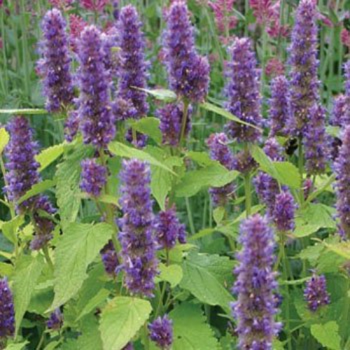 Agastache Foeniculum Golden Jubilee
