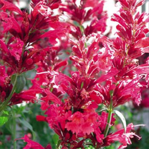 Agastache Heather Queen Flower Seed
