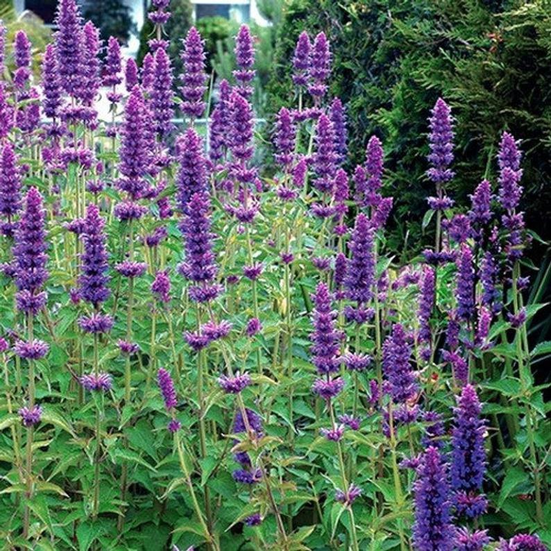 The Agastache Is