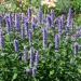 Agastache Rugosa