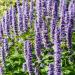 Korean Mint Flowers