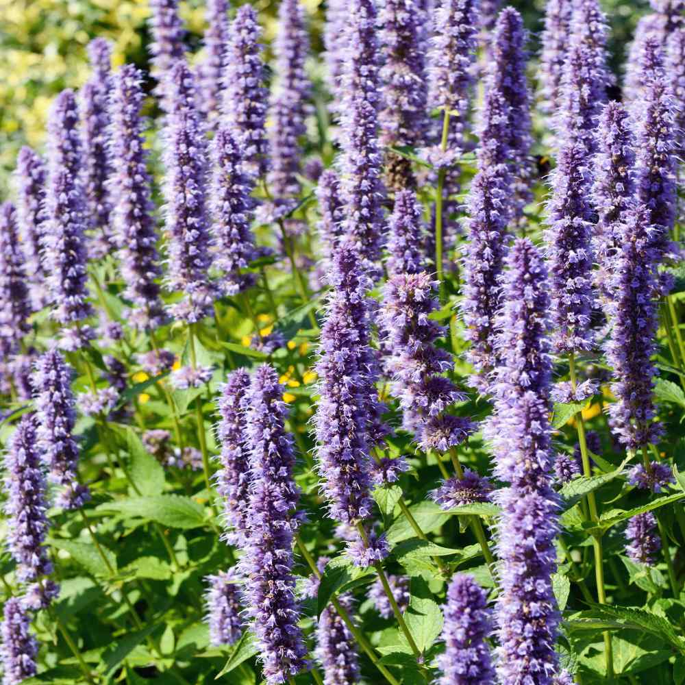 thumbnail image 2 of VibeX VXI-2 - Korean Mint Agastache Rugosa - (450 Seeds) Seed Price In 2 of 9