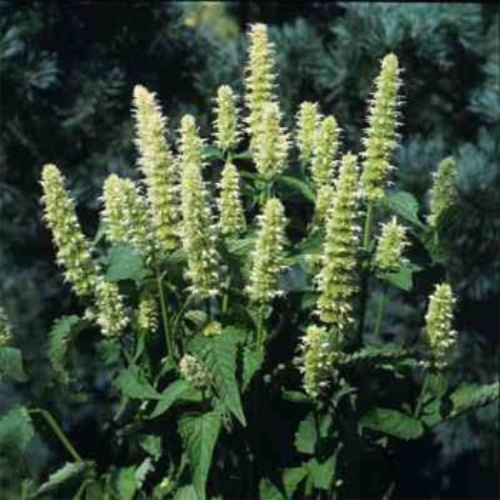 Agastache Foeniculum Snow Spike