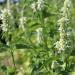 Agastache Mexicana White