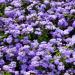 ageratum seeds blue