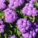 ageratum blue flowers