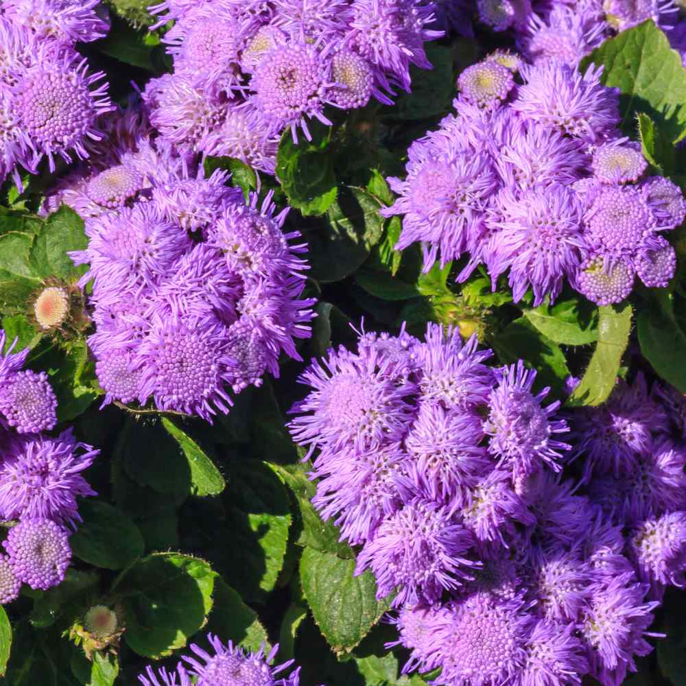 ageratum blue flowers