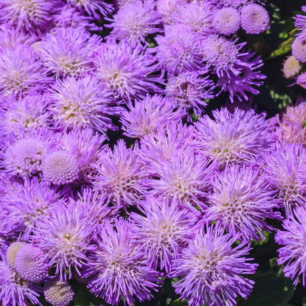 Ageratum Mexicanum Blue Plant