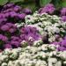 Ageratum Mexicanum Flower Mix