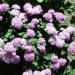 ageratum seeds pink