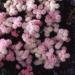 Ageratum Pink Flowers