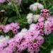 ageratum pink flowers