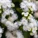 Ageratum Mexicanum White Flowers