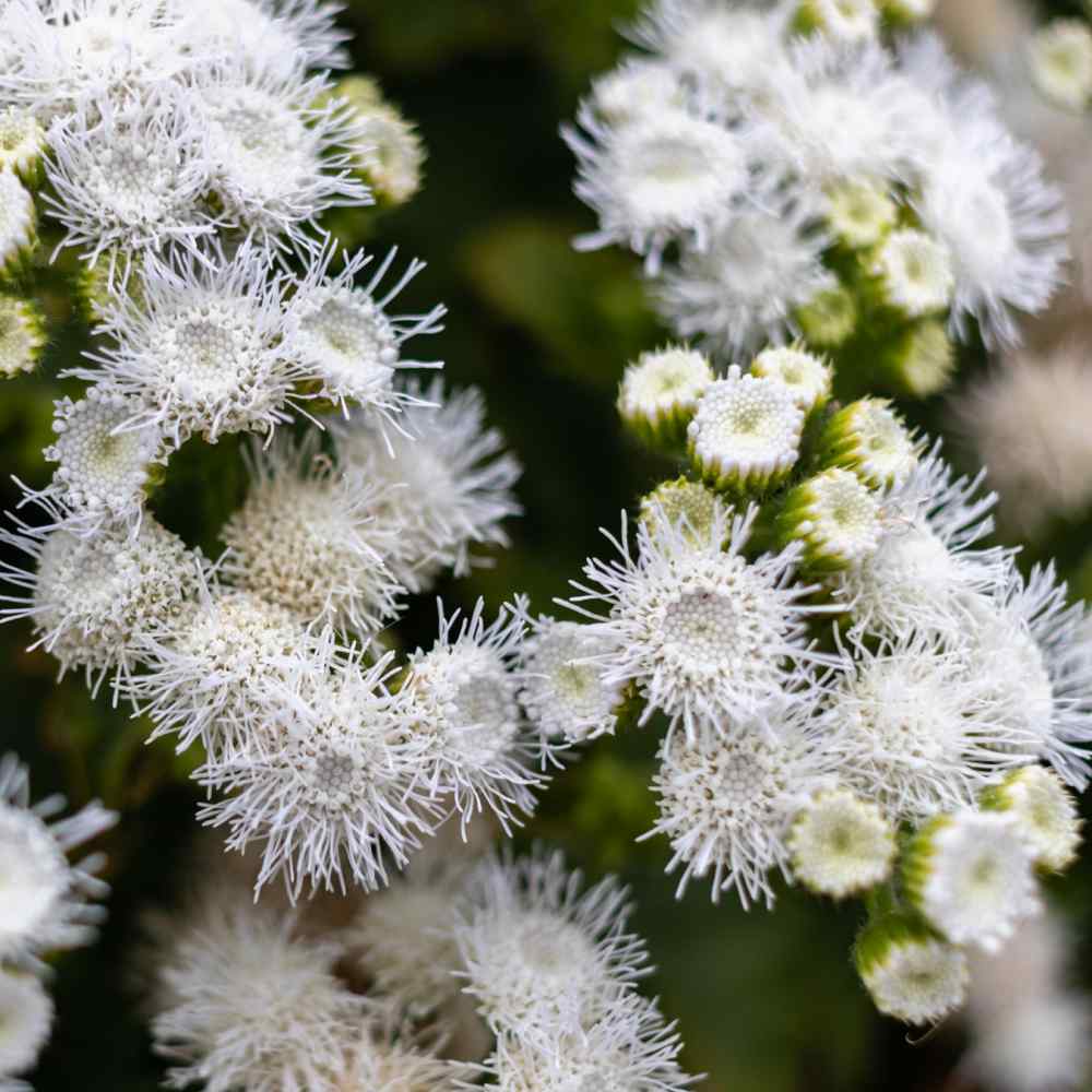 Ageratum Seeds - White