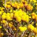 Ageratum Yellow Flowers