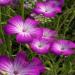 Agrostemma Purple Queen Flower
