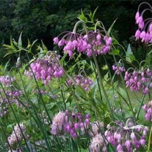 Nodding Pink Onion
