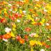 Poppy Alpine Flowers