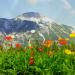Papaver Alpine Flowers
