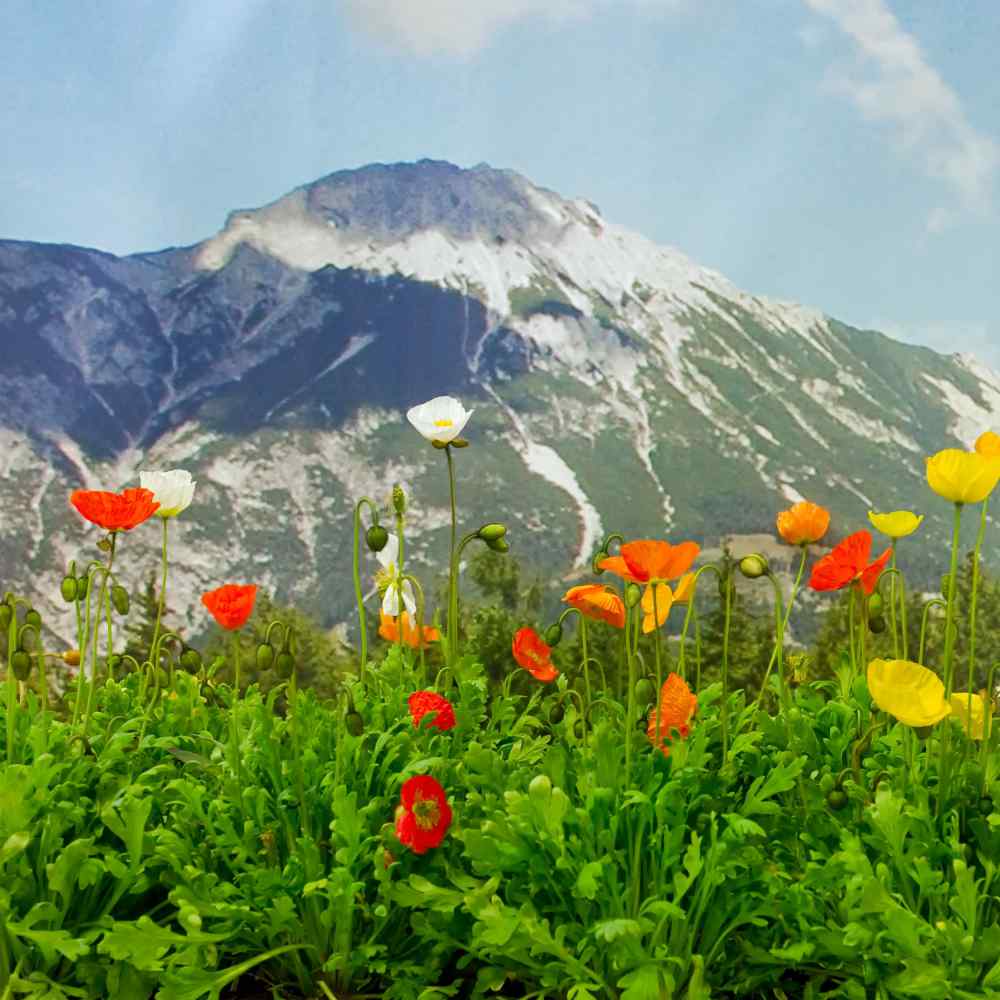  Start Alpine Poppy Seeds...