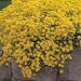 Alyssum Mountain Gold