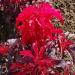 Amaranthus Early Splendor Plant