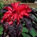 Amaranthus Early Splendor