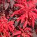 Amaranthus Early Splendor Foliage