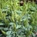 Amaranthus Green Thumb Plant