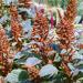 Amaranthus Hot Biscuits