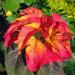 Summer Poinsettia Plant