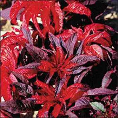 Amaranthus Seeds Amaranthus Bicolor Molten Fire Flower Seeds