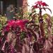 Amaranthus Molten Fire Foliage Plant