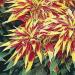 Amaranthus Perfecta Plant