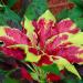 Summer Poinsettia Foliage Plant