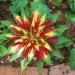 Amaranthus Tricolor Foliage Plant