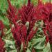 Amaranthus Pygmy Torch Plant