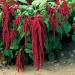 amaranthus flowers red